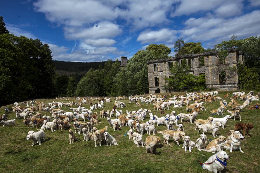 Tu su i hrvatski ljepotani: 361 zlatni retriver na okupu