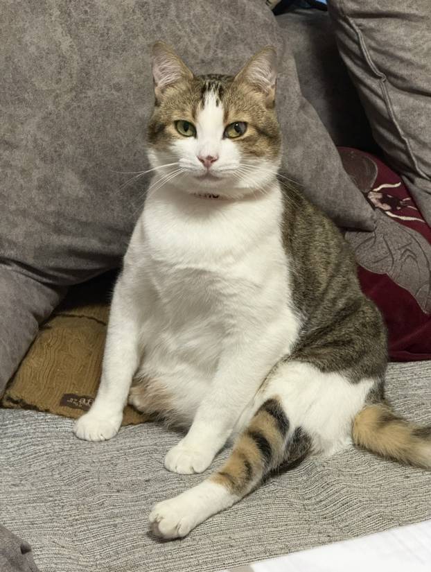 SUPER FOTKE vaših ljubimaca! Neki bi mogli biti viralni hit, ali svi su jednostavno neodoljivi