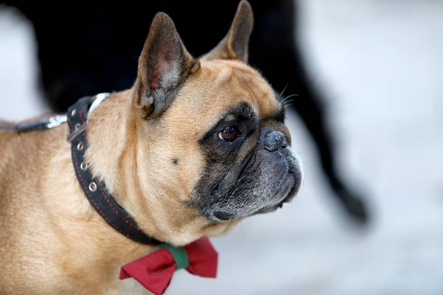 U Crikvenici održan Dog New Year's party, novogodišnji party za četveronožne ljubimce