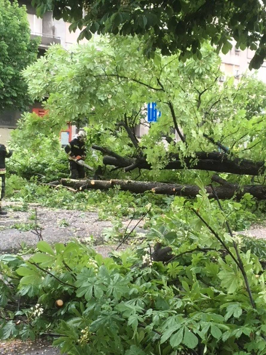 Vatrogasci rade od ranog jutra: Vjetar srušio stablo na cestu...
