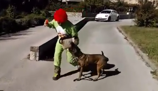 Video: Klaun htio prestrašiti psa, ali namjerio se na krivog