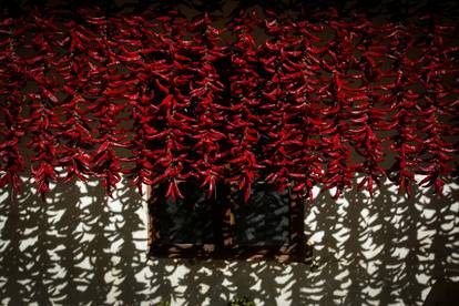 Jesenski prizori: Baranjska crvena paprika suši se na suncu
