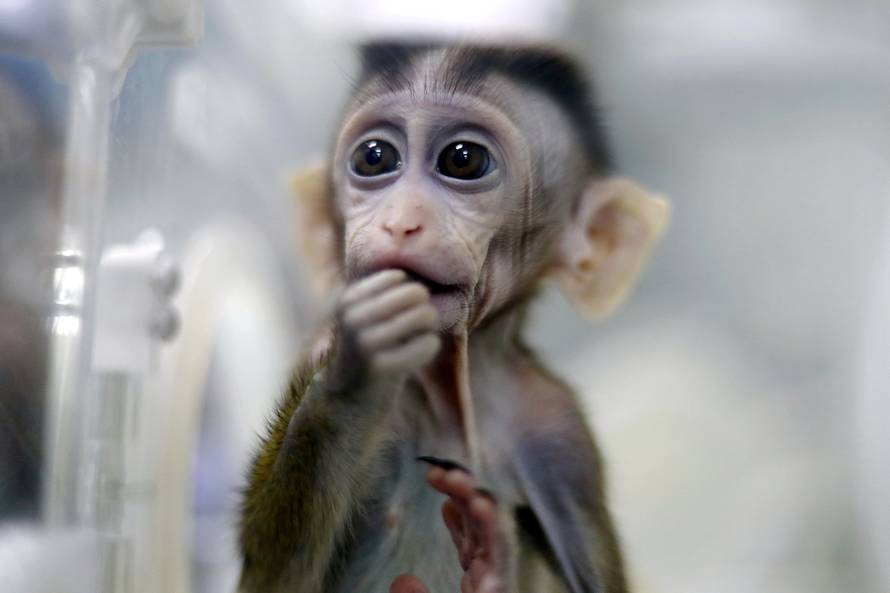 Monkey cloned from a gene-edited macaque with circadian rhythm disorders is seen in a lab at the Institute of Neuroscience of Chinese Academy of Sciences in Shanghai