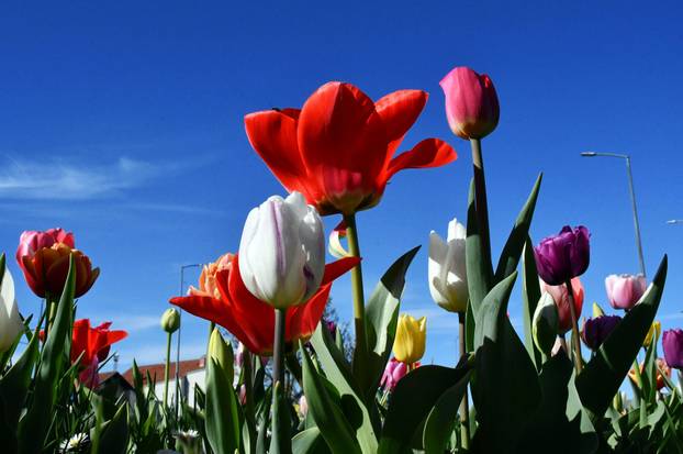 Slavonski Brod: Šarene cvjetne gredice rascvjetalih tulipana svojom ljepotom krase gradske parkove