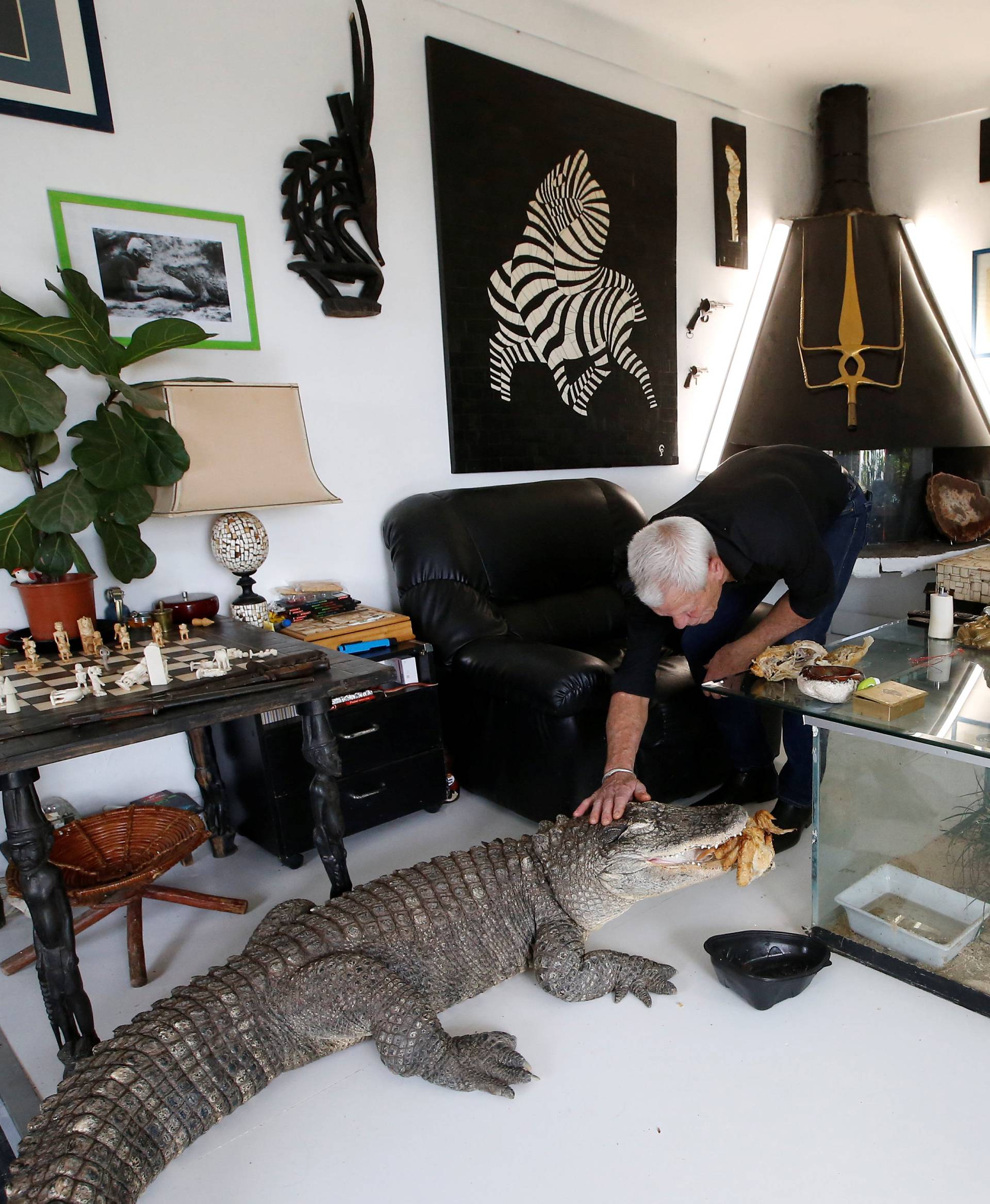 Philippe Gillet, 67 year-old Frenchman who lives with more than 400 reptiles and tamed alligators, gives chicken to his alligator Ali in his living room in Coueron near Nantes