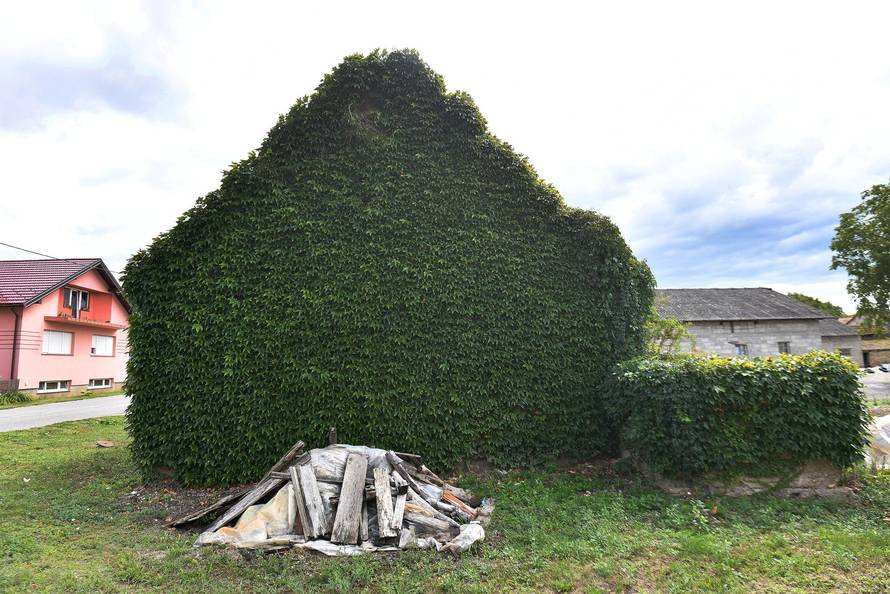 Novo Selo Podravsko: Kuća koja je cijela obrasla u bršljan 