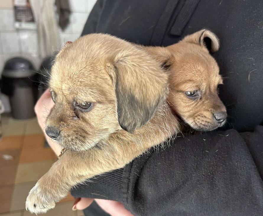 Iz romskog naselja u Međimurju spasili 37 pasa: 'Bez nadzora tu lutaju, a mačke ni ne prežive...'