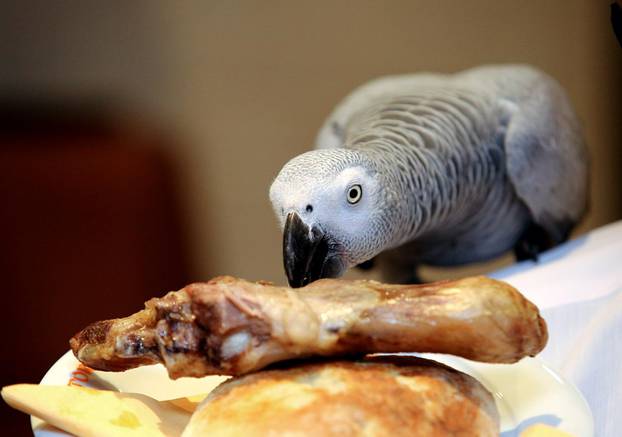 Šibenik: Restoran u kojem papagaj Koko uživa u janjetini s gostima