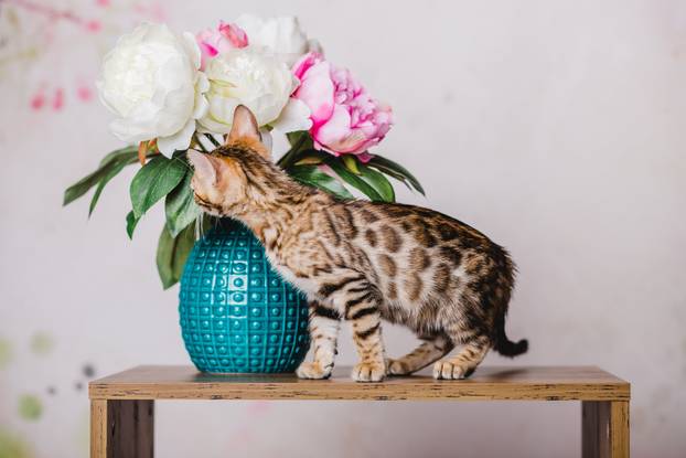 bengal kitten baby cats