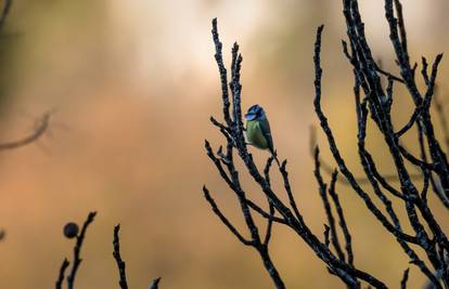 NP Krka ima dokumentarni film o 229 ptičjih vrsta 'Divlji svijet'