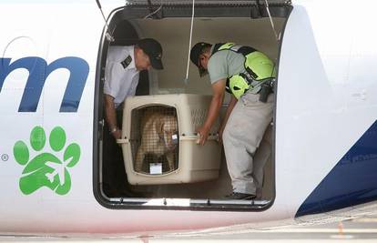 Vlastiti avio prijevoz i osoblje samo za životinje