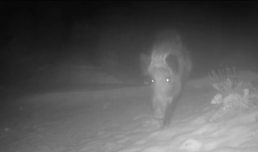 VIDEO Životinjsko carstvo u Paklenici: 'Naše kamere snimile su pravu životinjsku gužvu'