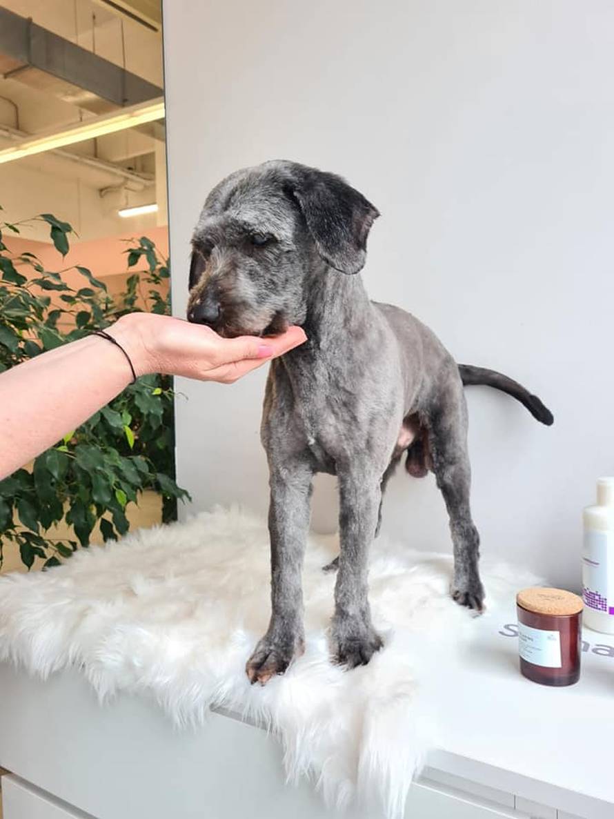 Zapušteni pas stigao u udrugu: 'U devet godina volontiranja još nismo ovako nešto vidjeli...'