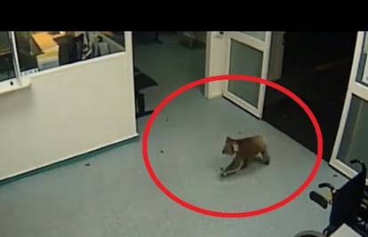 Hit na internetu: Koala bezbrižno razgledala bolnicu