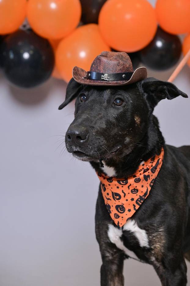 Sklonište u Dumovcu poziva na posebno jesensko udomljavanje pasa i mačaka