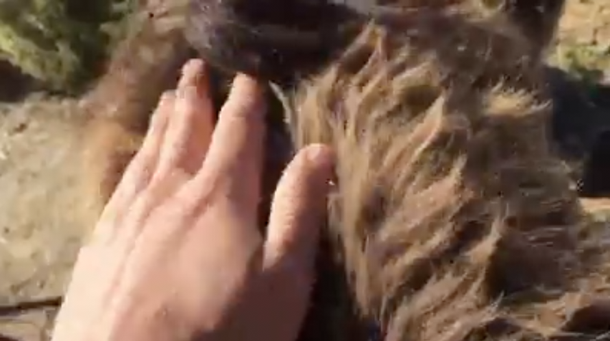 Susreli se nakon dva mjeseca: Vlasnik i magarica zaplakali!