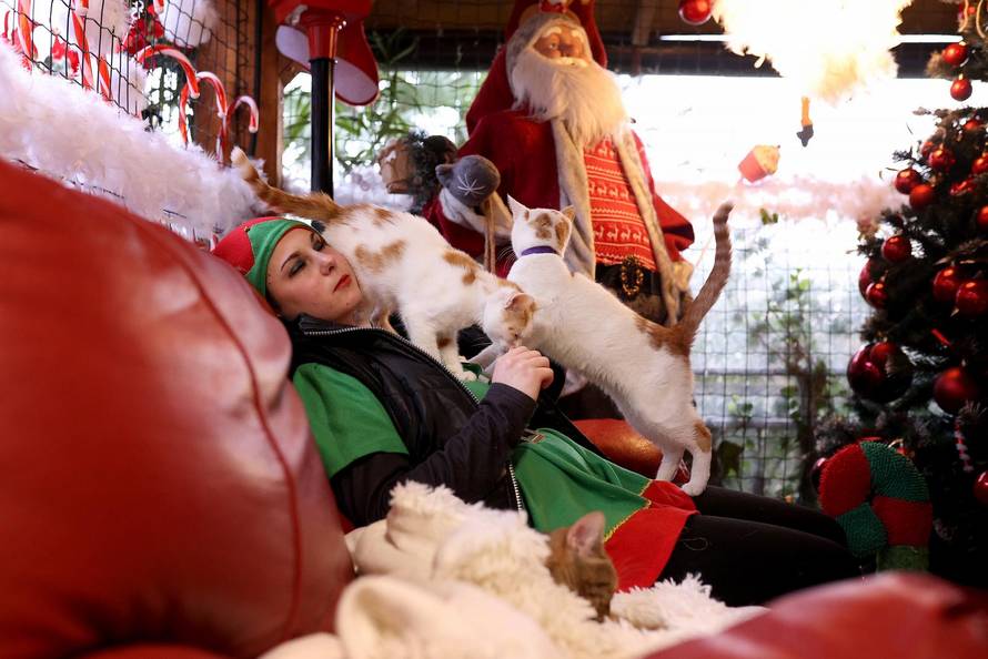 24sata Rijeka: Advent za mačke u Kitten Safe House