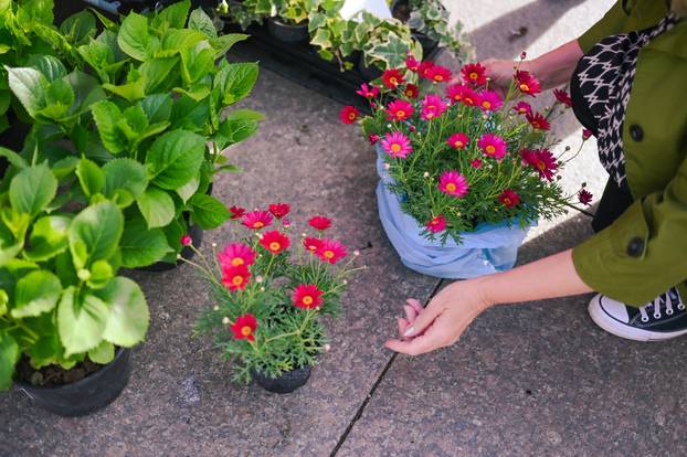 24sata Zagreb: Ponuda cvijeća na Dolcu 