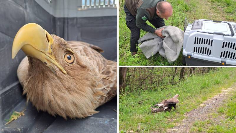 Spasili su orla štekavca u srcu Lonjskog polja: 'Bio je slab, jeo je, ali mora do veterinara'