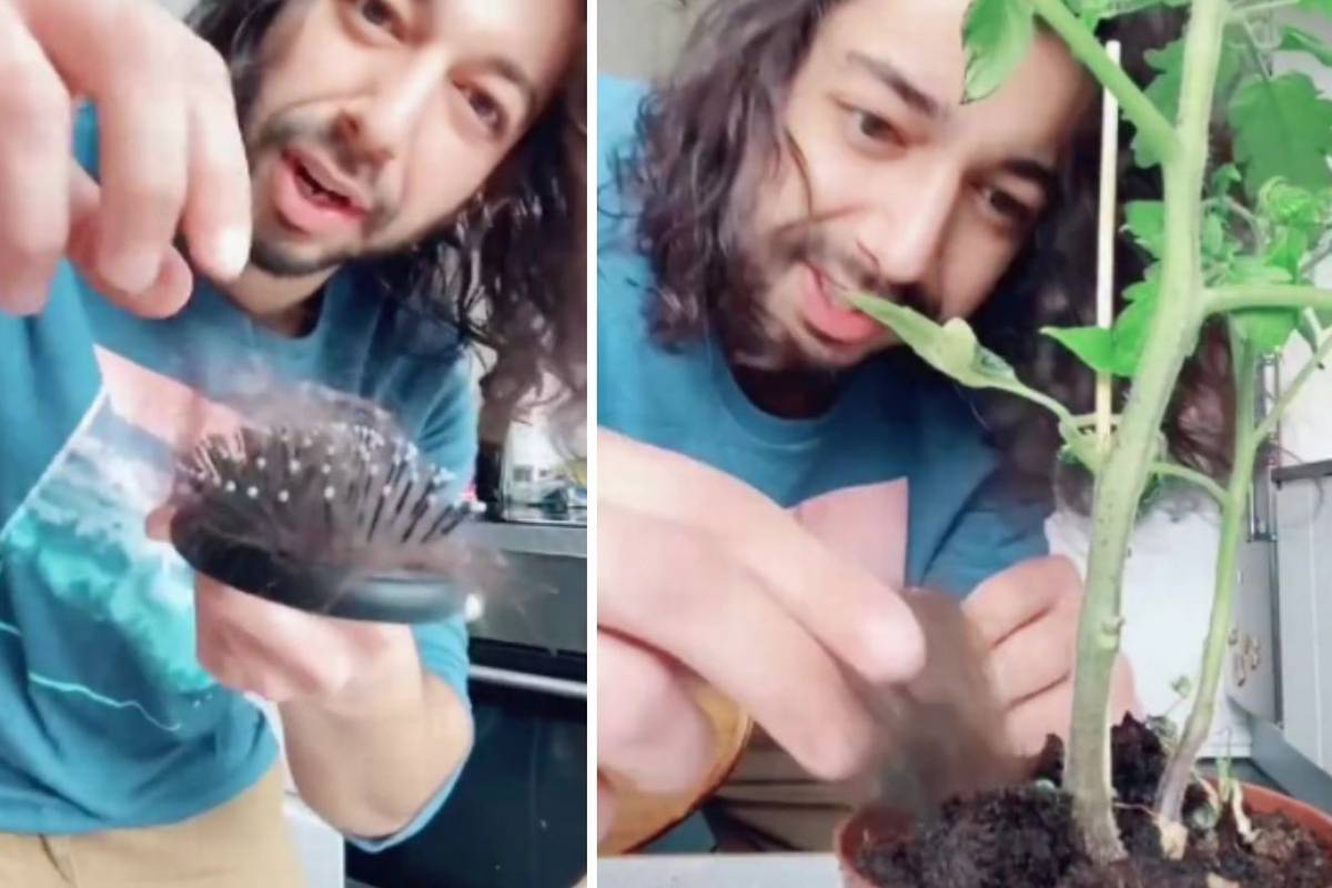 Kućni eksperimenti: Oživio je biljke uz pomoć vlastite kose