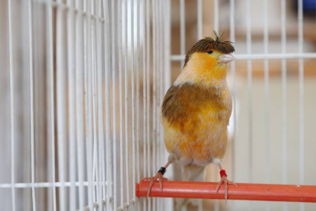 Zagreb: Njema?ki kukmasti kanarinac