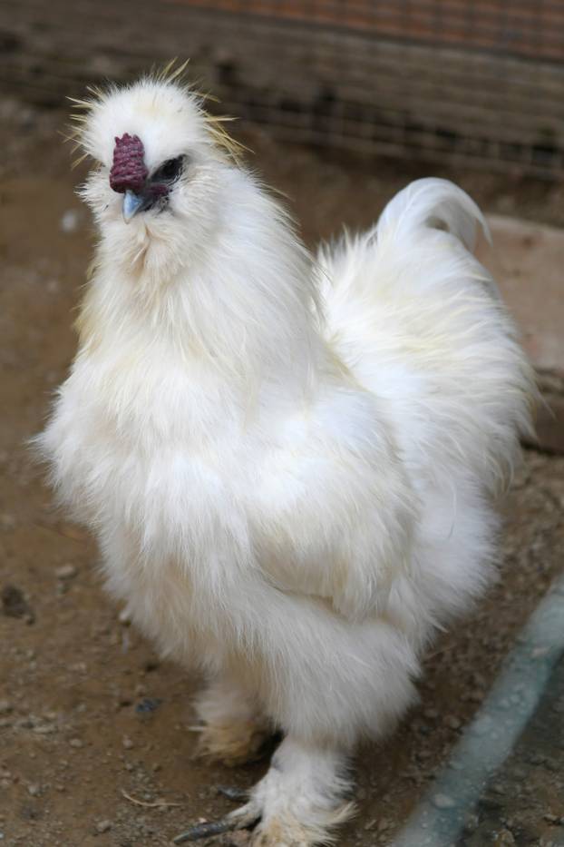 Neobične kokoši u Zvijercima kod Bjelovara nesu jaja u raznim bojama