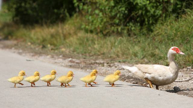 Karlovac: Mama patka s pačićima sigurno prešla na drugu stranu ceste
