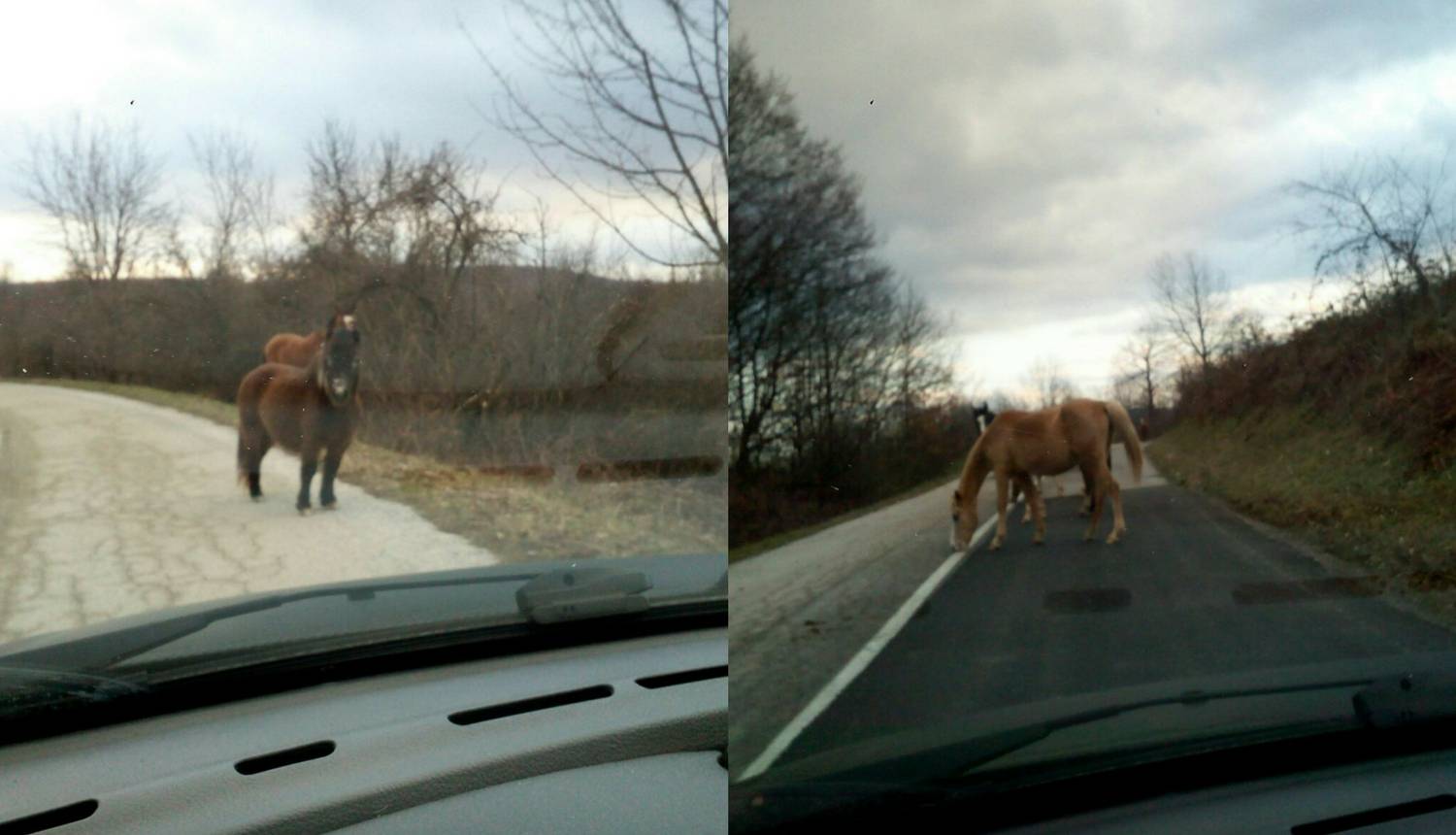 Opasnost: Konji šetaju cestom kod Slunja, vlasnika nije briga