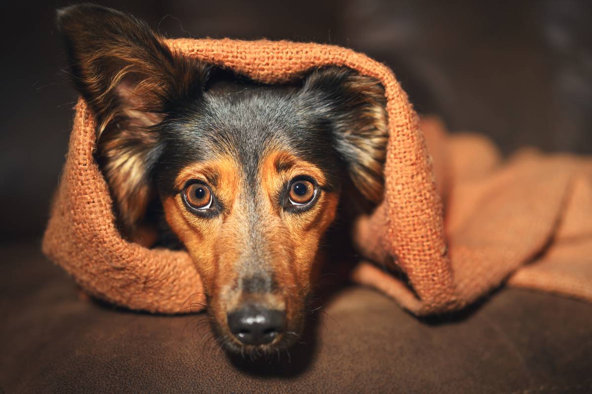 Zvukovi u domu koji kod nekih pasa stvaraju stres, a vlasnici toga možda nisu svjesni