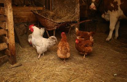 Američke zdravstveni vlasti: 'Ne ljubite i ne grlite svoje kokoši'