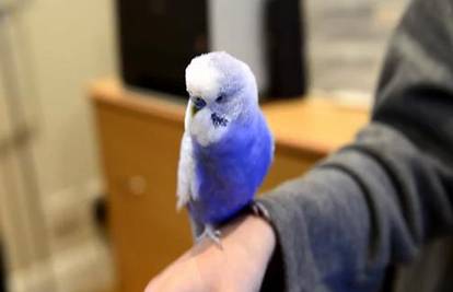 R2D2 papiga: Varate se ako mislite da je ovo obična ptica! 