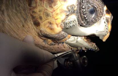 To je idealna proteza: Morska kornjača dobila je novu čeljust