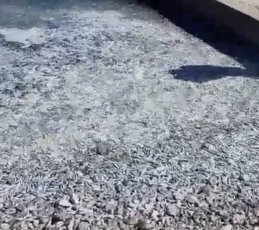 Jato od 200 kg riba izletilo na obalu na Cresu - bilo je dovoljno za sve da ponesu i doma