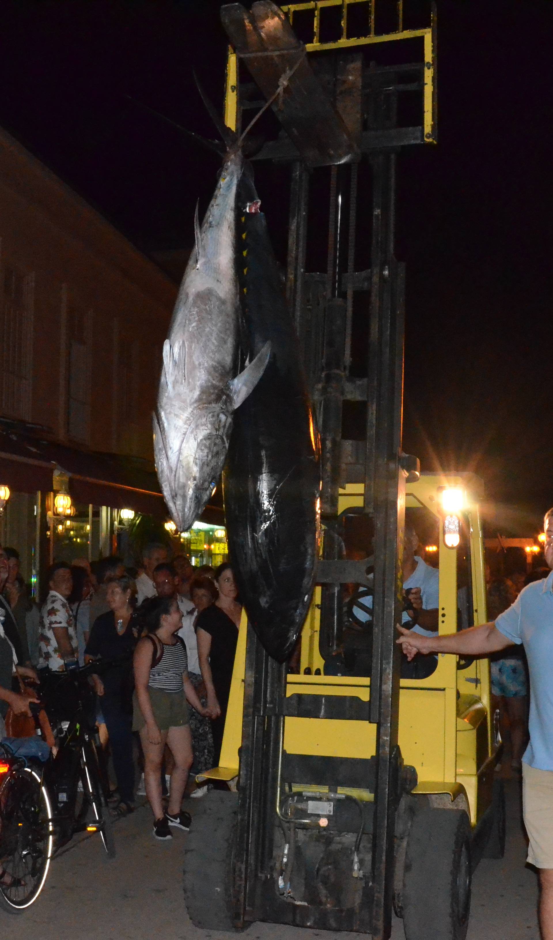 Odlučivala jedna riba: Najveću tunu u Poreču upecali Slovenci