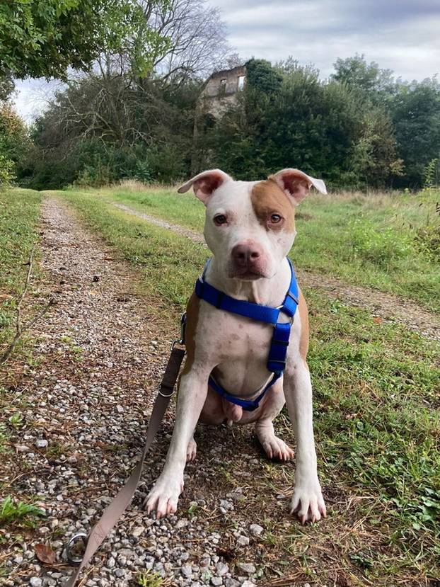 FOTO Ovi preslatki psići u Noinoj Arci čekaju samo vas da ih udomite