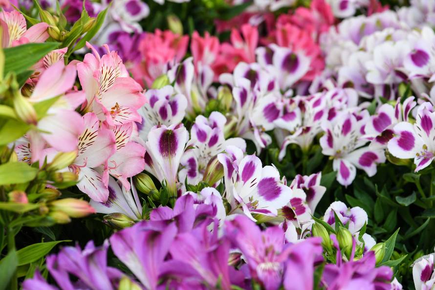 Floraart: Sadnice cvijeća od 2 kune, a za 25 mini vrt u posudi