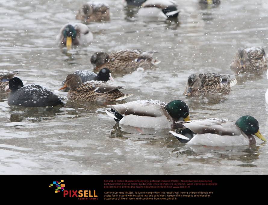 Kristina Štedul-Fabac/PIXSELL