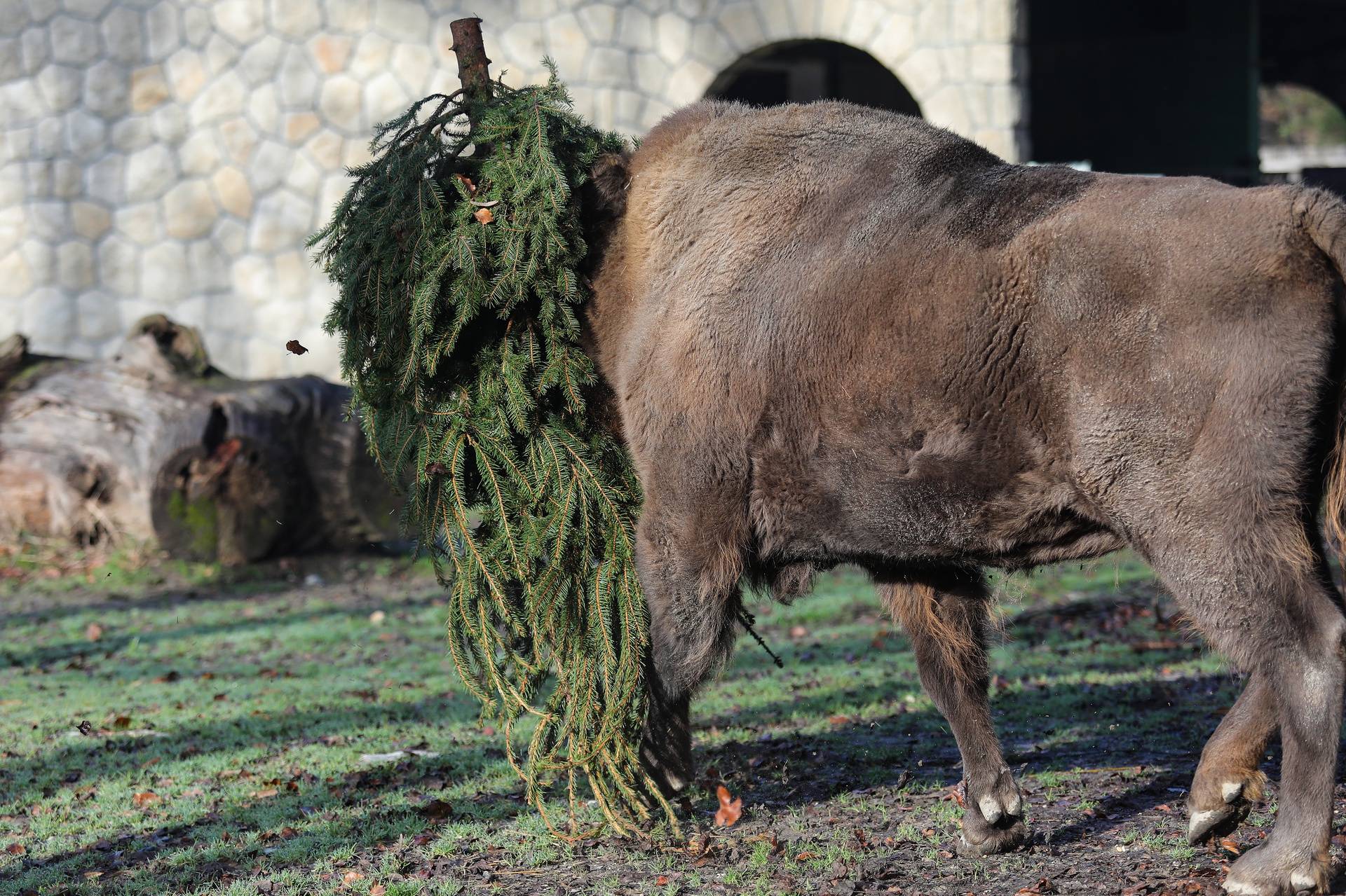 Podjela božićnih drvaca životinjama u zagrebačkom zoološkom vrtu 