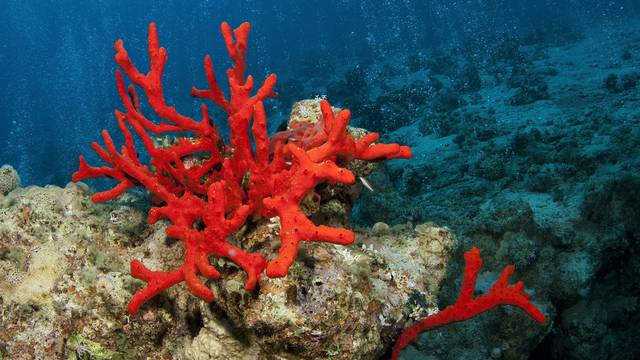 Problem koralja u Jadranu: 'More nam je izvana predivno, a kad zaronimo se razočaramo'