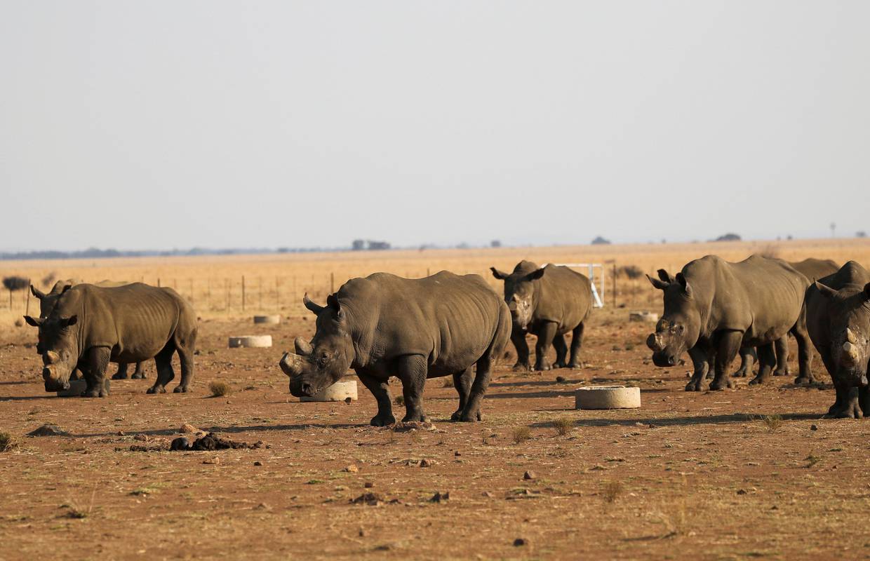 Krivolovci su ubili u JAR-u više nosoroga: Krijumčare ih preko granice, velika potražnja  u Aziji