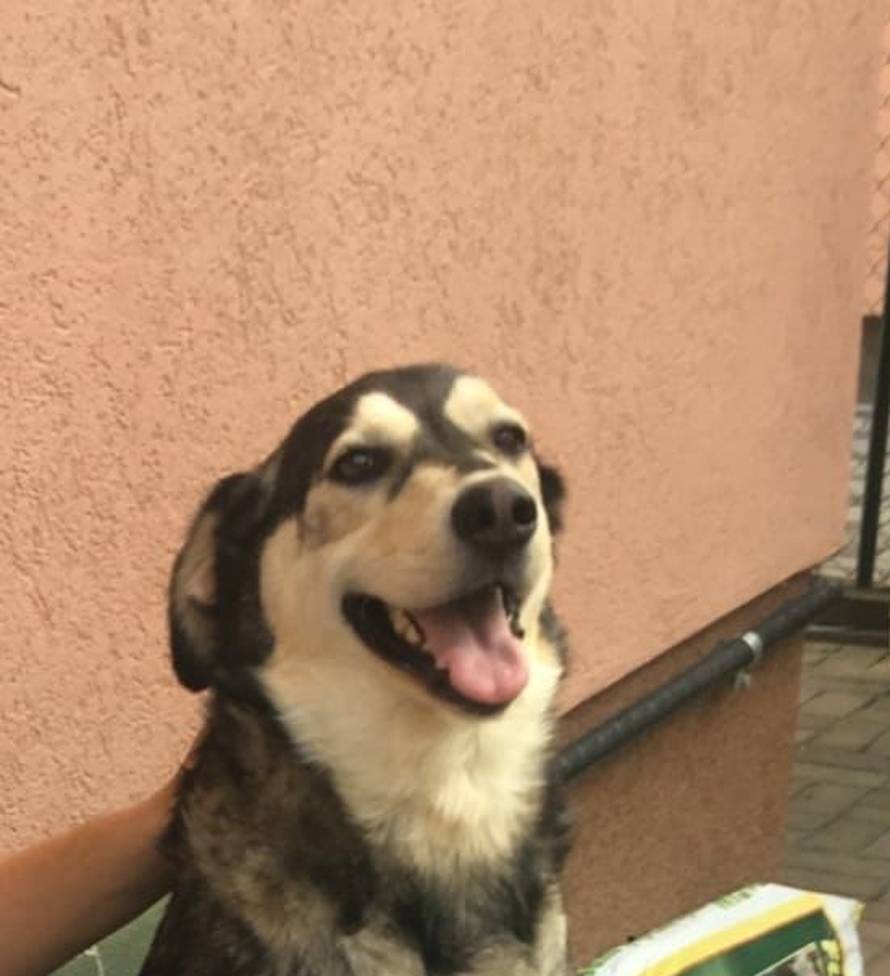 Jeste li ju vidjeli? Vlasnici  traže psa koji je pobjegao iz dvorišta