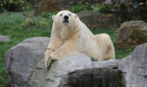 Berlinski zoološki vrt: Uginula polarna medvjedica Katjuscha