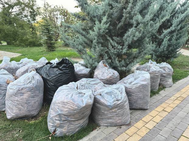 Many,Transparent,Bags,With,Collected,Dry,Leaves,In,The,Park.