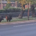 VIDEO Jutarnje razgibavanje divljih svinja. Trčali uz prugu u Zagrebu: 'Išli su prema centru'