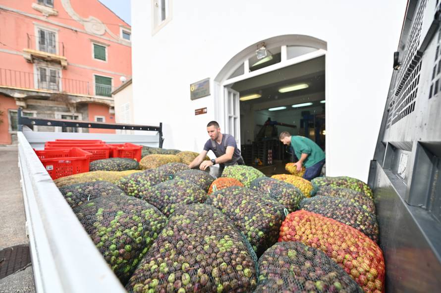 Proces proizvodnje maslinovog ulja u uljarskoj zadruzi Igrane