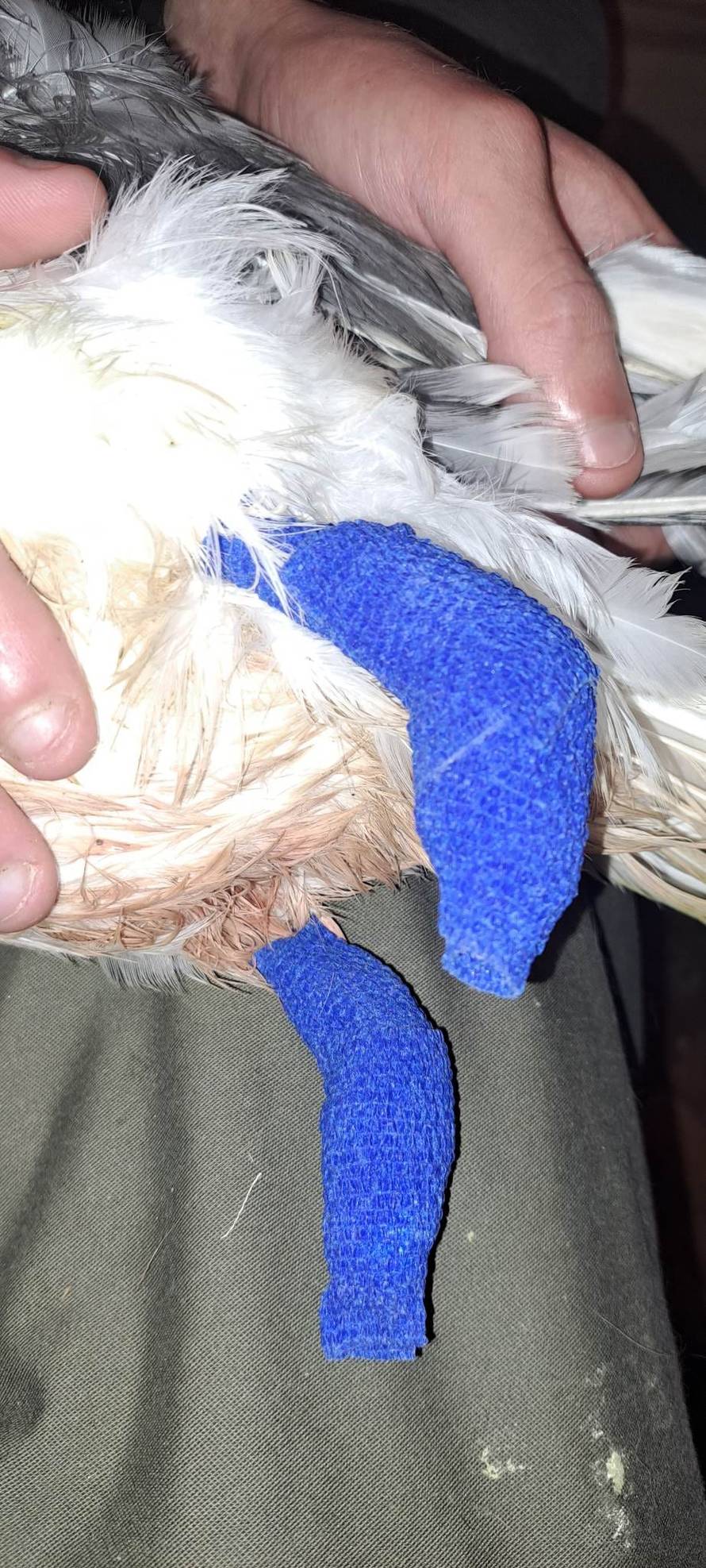 Bešćutno: Galebu odrezali noge i ostavili da ugine na Marjanu