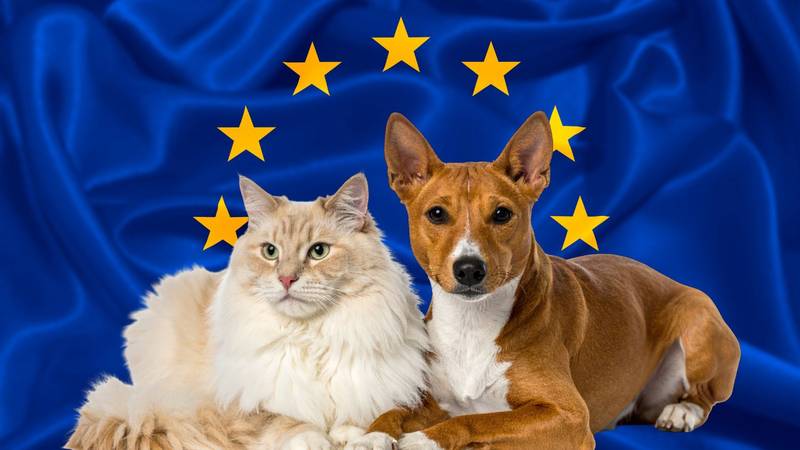 EU uvodi nova pravila za zaštitu mačaka i pasa od zlostavljanja: 'Kućni ljubimac je član obitelji'