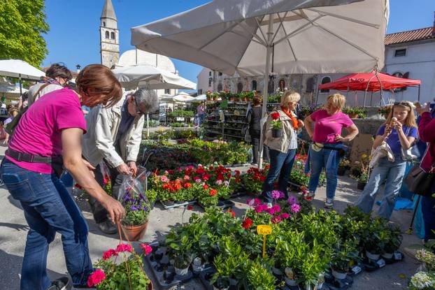 Svetivinčenat: Fešta od Rožic