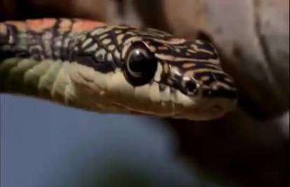 Leteće zmije: Iako nemaju krila mogu letjeti stotinjak metara