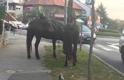 Nije bilo prekršaja: Zbog konja u centru Zagreba stigla policija
